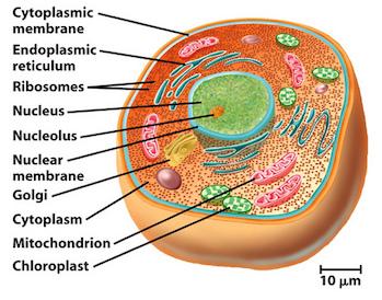 Eukaryotes Cells that HAVE a nucleus and membrane-bound organelles