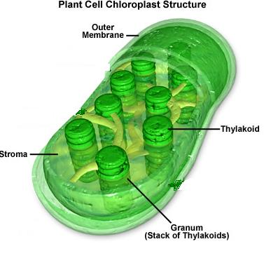 Chloroplasts Surrounded by double membrane Outer membrane smooth Inner membrane modified into sacs called