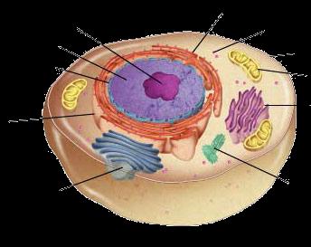 endoplasmic reticulum Ribosome
