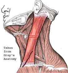 How Muscles are Named Origin and insertion: sternocleidomastoid, is