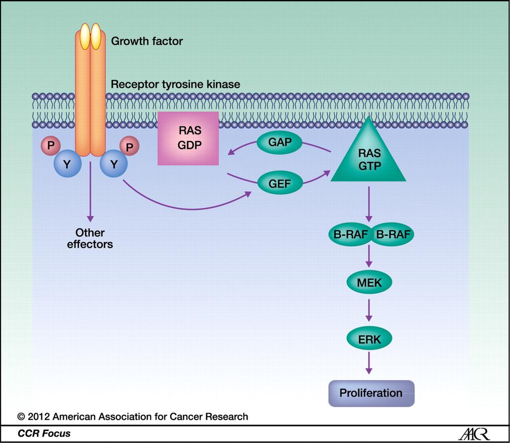 Components of the MAPK pathway.