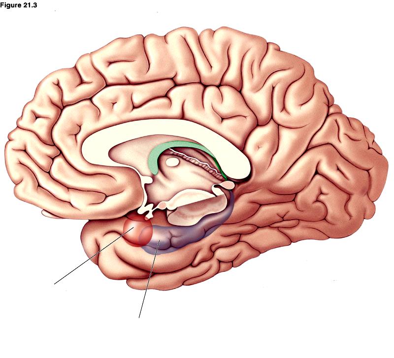 Section III. Diagram. Examine the illustration of the brain that is provided, and then match each statement to the letter of the appropriate brain structure.