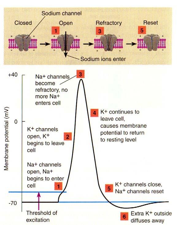 The Action Potential (cont.) Why are spikes sharp? 2. As Vm rises, voltage-gated K+ channels begin to open. 3. Rise in gk is slow at first, then speeds up, so K+ ions leave the cell at a high rate. 4.
