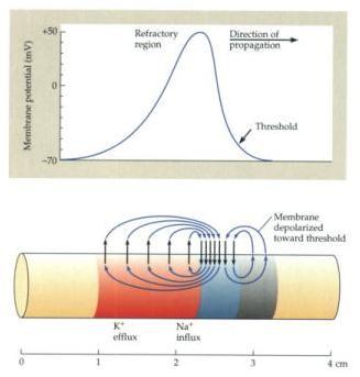 Propagation of the Action Potential