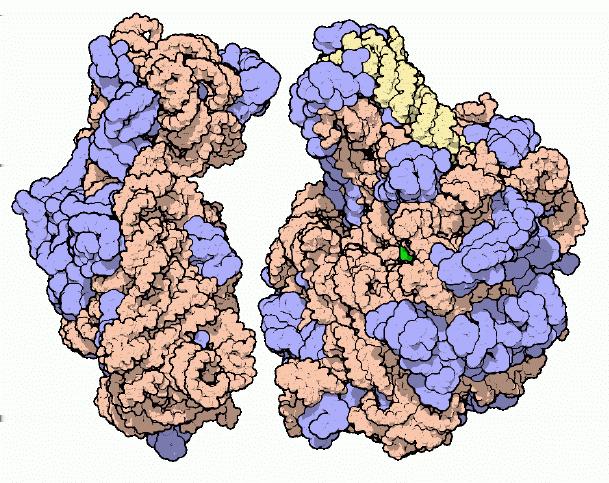 The Ribosome: Ribosomal RNAs and Proteins small subunit (30S): 16S rrna, 21