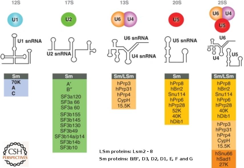The Spliceosome: spliceosomal RNAs and Proteins highly