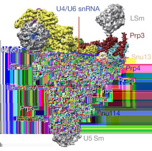 RNAs (snrnas): U1, U2, U4/U6, U5 more than 100 associated