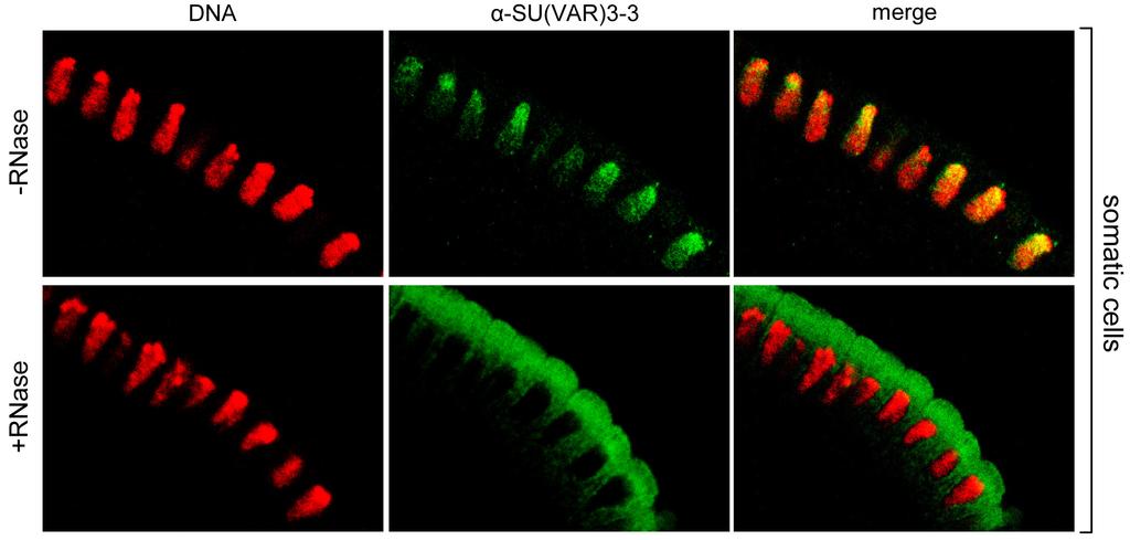 Degradation of RNA with RNase at preblastoderm stage First row: wild type localization of Su(var)3-3 to nuclei, in particular heterochromatin that
