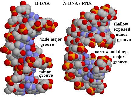 comparison of B-form and A-form overall shape axis position The same nucleotide sequences and