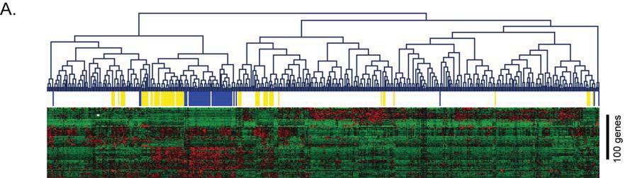 Figure 1. Gene profiling of triple negative breast cancer is different between Caucasian and As