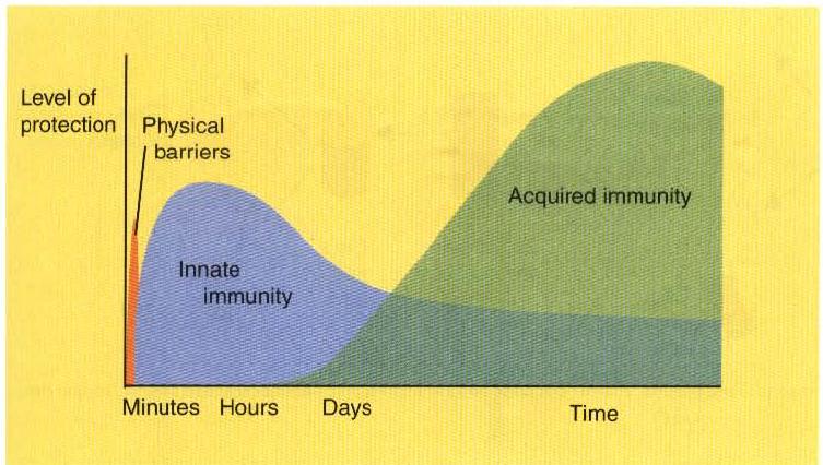 Immune Responses 3 Fig. The time course of innate and adaptive immunity.