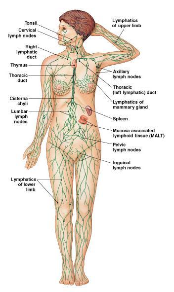 The Immune System The body system that fights off infection and pathogens Many other tissues and systems help the immune system