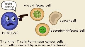 Immune Cells White blood cells (WBC s) attack infections inside the body phagocytes