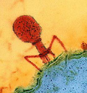 Pathogens Viruses: genetic material surrounded by a