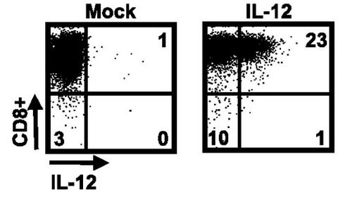 Tumor-Specific CD8+ T Cells Expressing Interleukin-12 eradicate established B16