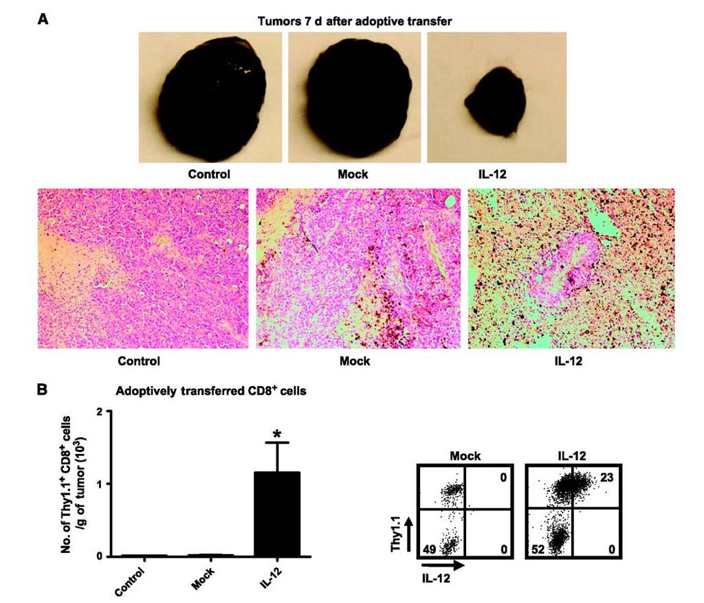 Treatment with IL-12 engineered CD8+ T cells leads to increased tumor infiltration of