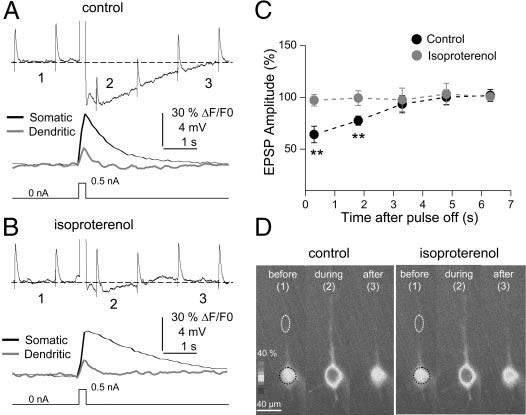sahp REGULATES DENDRITIC INTEGRATION 3247 FIG. 3. The EPSPs modifications are not induced by Ca 2 -mediated second-messenger cascades.