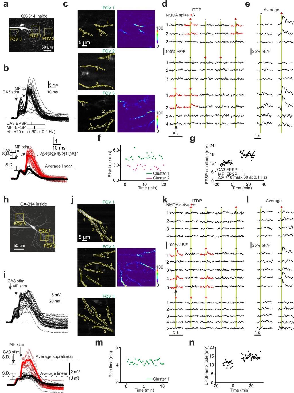 Supplementary Figure 6 In some experiments, stimulation led to activation of two spatially distinct