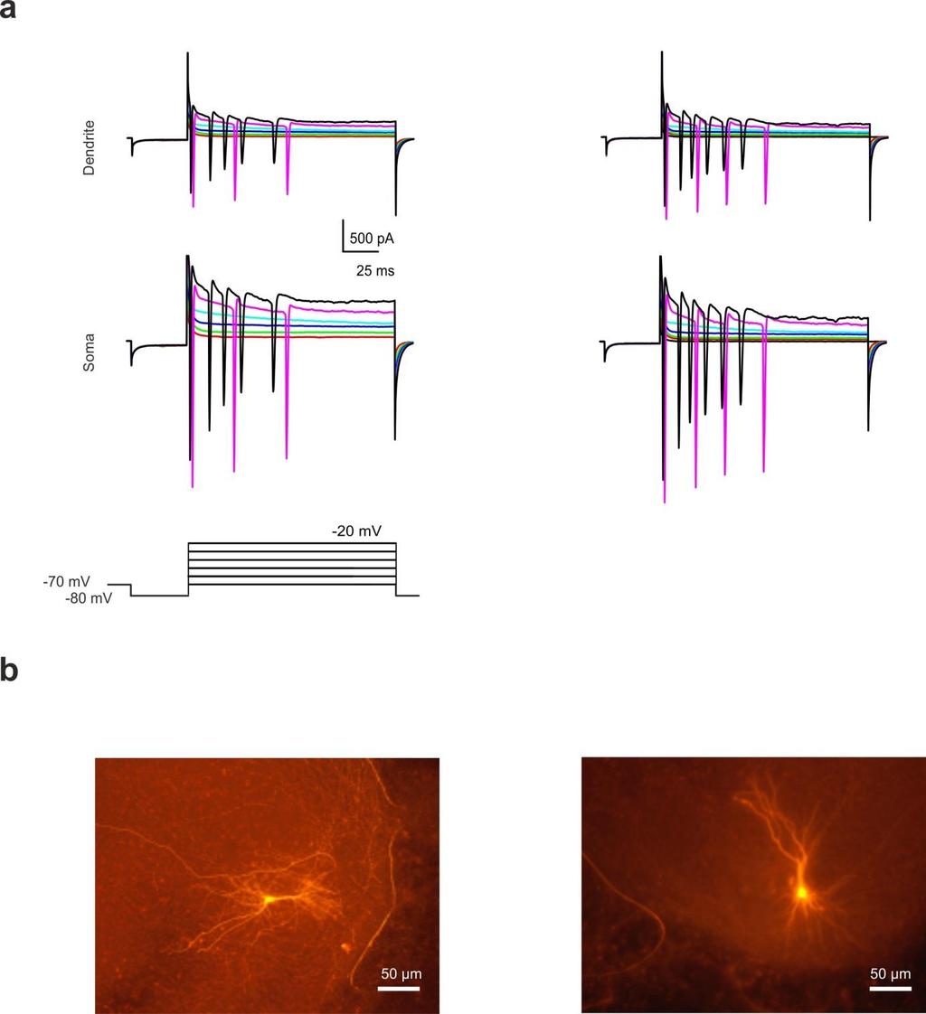 Supplementary Figure 8 Criteria to confirm that the electrodes are targeting the same neuron in dual patch recordings from the soma and a dendrite.