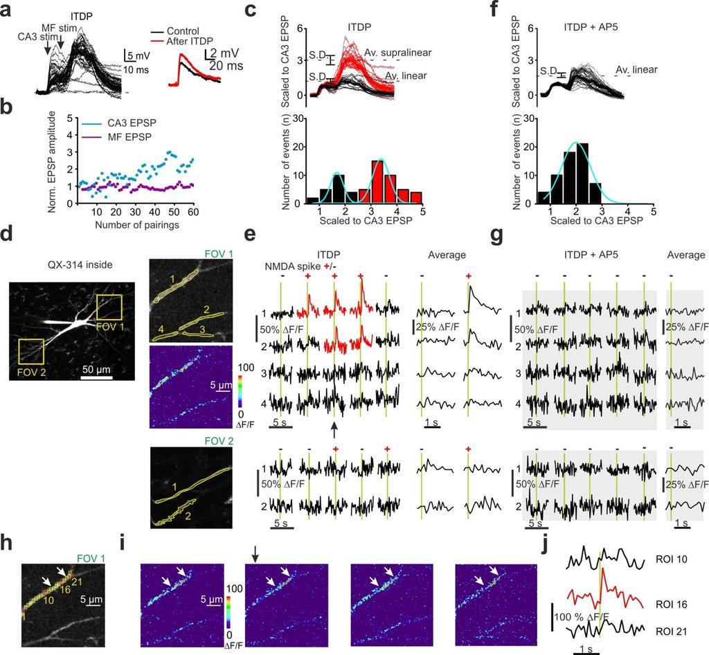 Supplementary Figure 2 Peak dendritic Ca 2+ transients associated with NMDA spikes exhibit highly consistent inter-trial localization.