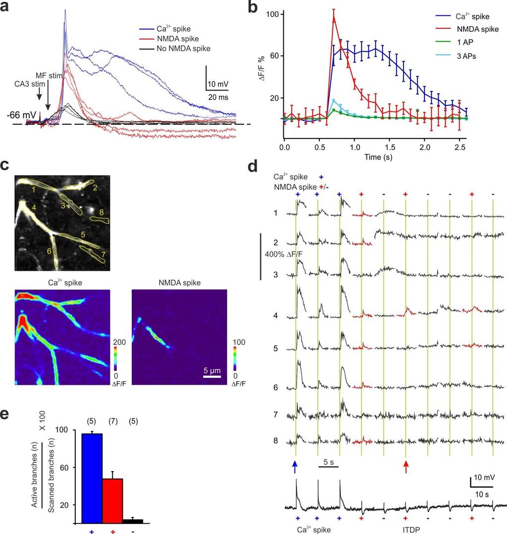 Supplementary Figure 4 Comparison of dendritic Ca 2+ transients evoked either by NMDA spikes, by voltagegated Ca 2+ channels, or by back-propagating APs.
