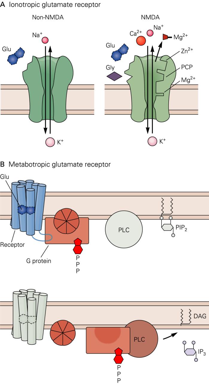 Glutamate Receptor The glutamate receptors can be divided into two broad categories: Ionotropic receptors (three sub-types: AMPA, kainate, and NMDA) that directly gate channels Metabotropic receptors