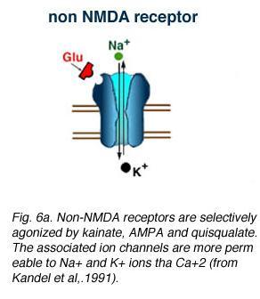 Non-NMDA Receptors The motor neuron has both non-nmda and NMDA receptors.