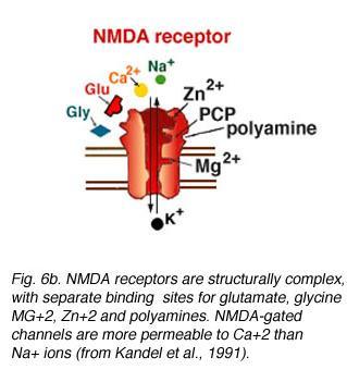 NMDA Receptors The NMDA receptor-channel, which contributes to the late component of the EPSP, has three exceptional properties.