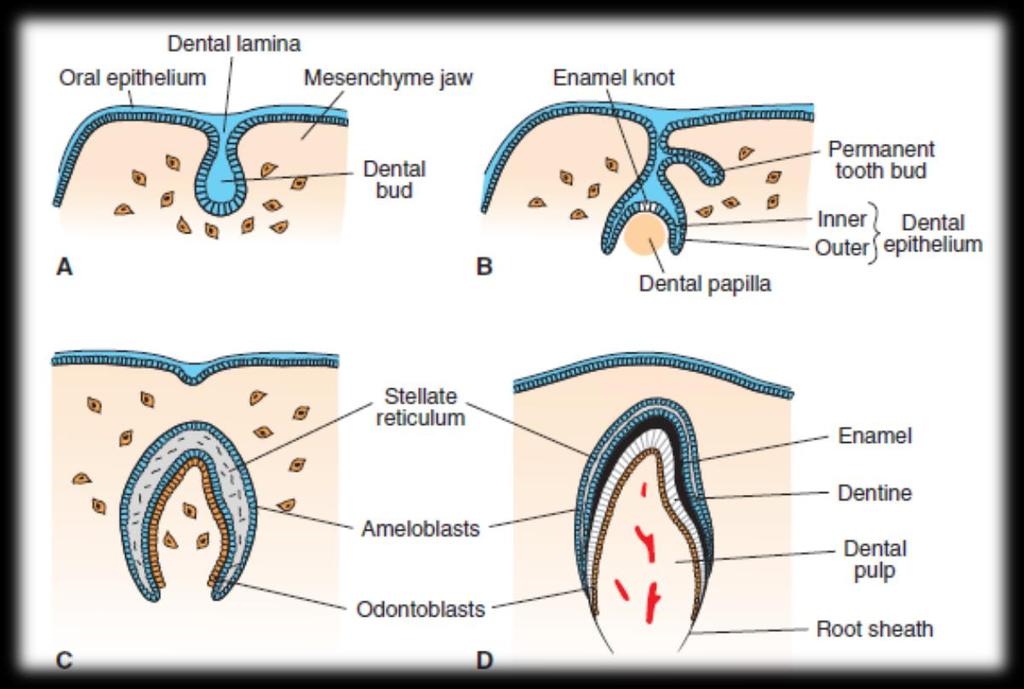 Hertwigovoj ovojnici nastaju fenestracije kroz koje prolaze stanice zubnog folikula i dolaze u dodir s proteinima sličnima caklini te se diferenciraju u cementoblaste koji počinju stvarati cementoid.