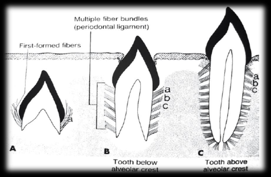 4.0. PROCES NICANJA ZUBI Erupcija zuba je pomak zuba u aksijalnom smjeru od mjesta njegovog razvoja u kosti do funkcionalne pozicije u oralnoj šupljini.