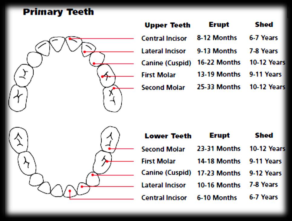 5.0. KRONOLOGIJA NICANJA ZUBI Nicanje mliječnih zubi započinje oko šestog mjeseca ţivota, a završava oko treće godine, kad bi dijete trebalo imati svih 20 mliječnih zubi u usnoj šupljini.