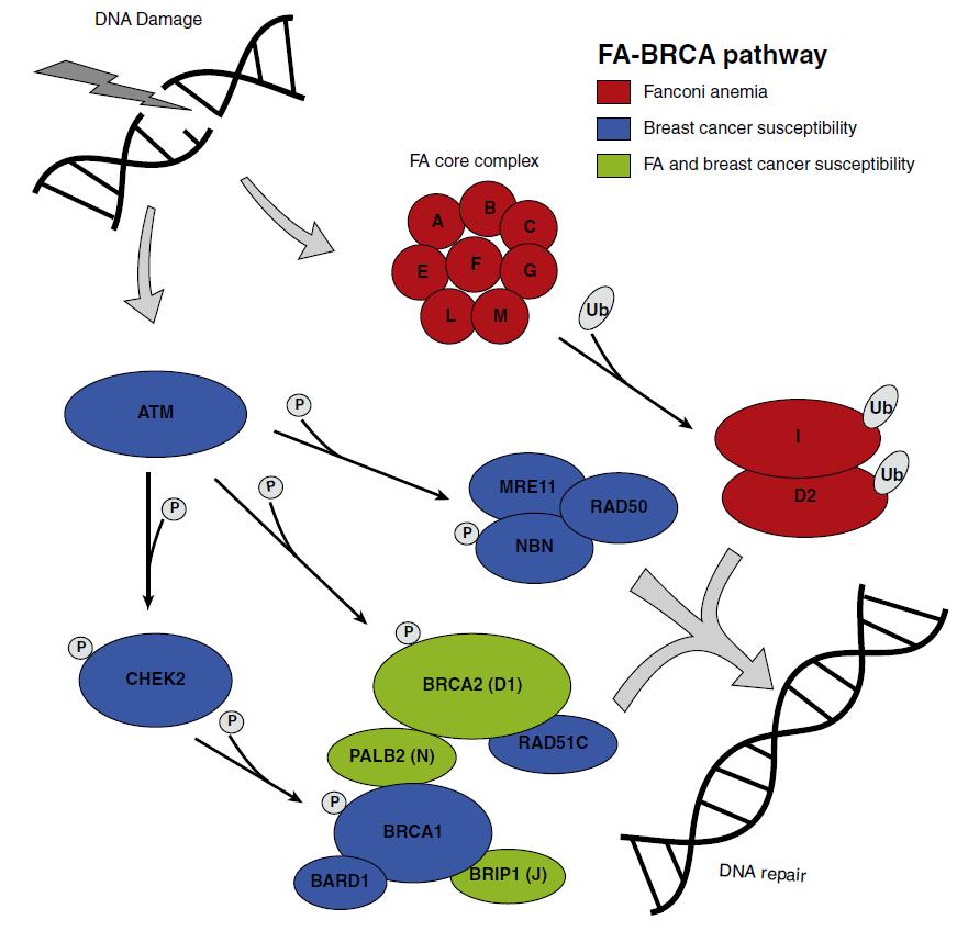 BRCA1/2 Repair Double Strand Breaks in DNA: Homologous