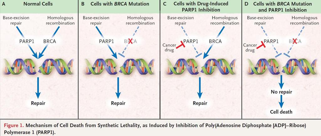 PARP Inhibitors: Synthetic Lethality in BRCA Breast