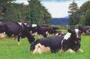 herds/flocks Dairy Estimated All 95 Beef