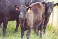 NZ Pastoral Livestock and Leptospira Species ~No.