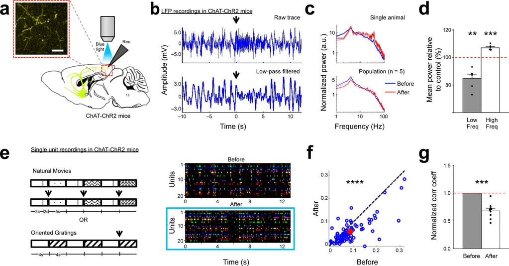 Chen et al. Page 20 Figure 1. Optogenetic stimulation of ChAT-ChR2 expressing axons induces LFP desynchronization and decorrelation in layer 2/3 V1 neurons.