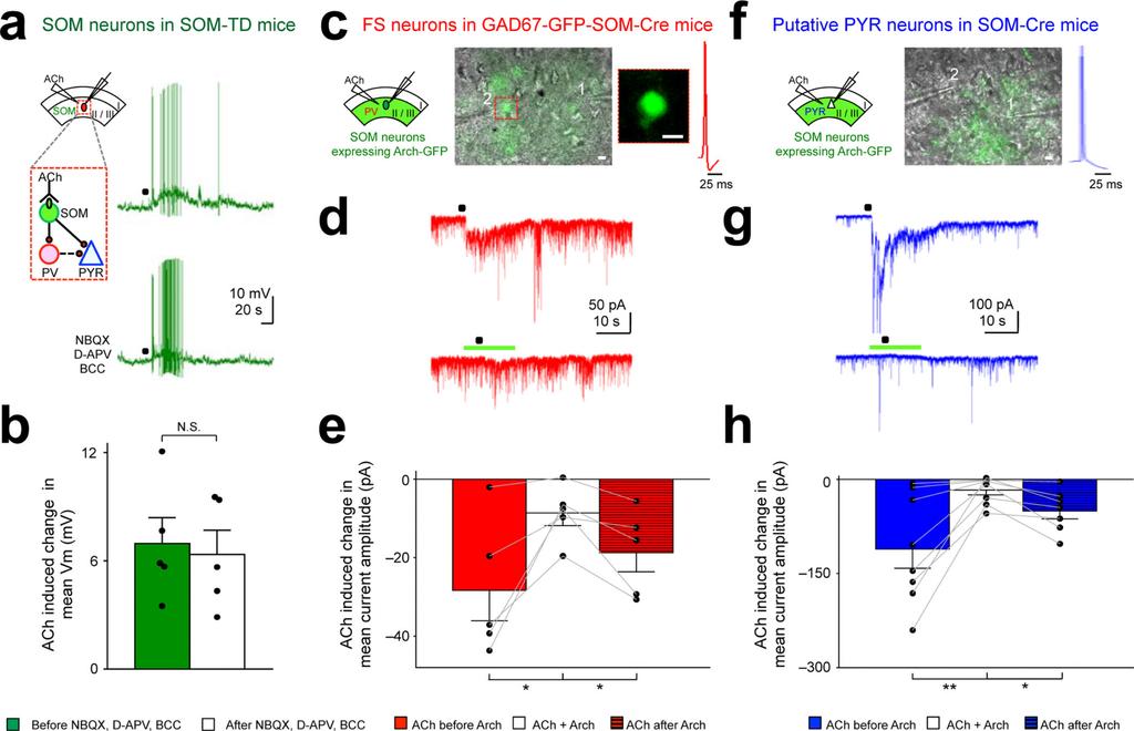 Chen et al. Page 24 Figure 3. Direct cholinergic facilitation of SOM responses leads to indirect inhibitory responses in FS (putative PV) and PYR neurons. Recordings in Fig.