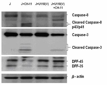 Jurkat T cells in a 24 h-coculture. Particularly, down regulating FasL of glioma cells did not affect apoptosis in Jurkat cells in coculture.