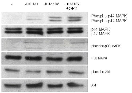 To block the integrin activation, Jurkat cells were pretreated with 10 mg/ml anti-β1 or anti-β2 blocking antibody for 3 h.