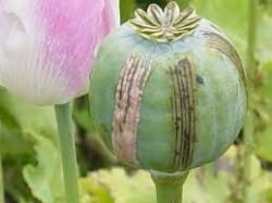 DEFINITIONS Opiate- originate from naturally-occurring elements found in the opium poppy plant. These drugs are best known for their ability to relieve pain symptoms.