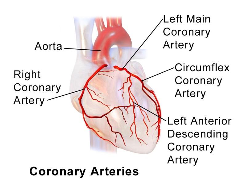 Diagram of a normal heart and the coronary arteries What will happen during the procedure? A normal heart has three main vessels called coronary arteries that are located on the outside of the heart.