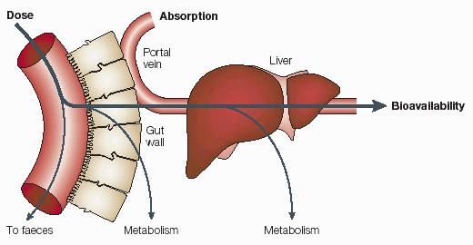 Uptake of an orally administered drug proceeds after the stomach passage via the small intestine. In the gut and liver, a series of metabolic transformation occurs.