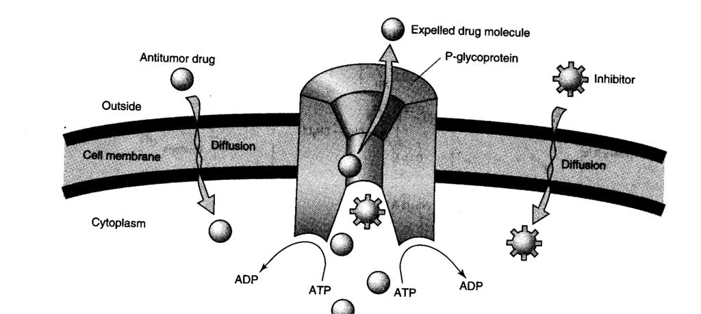 Types of Drug-Drug Interactions P- Glycoproteins (efflux transporters) Multidrug resistance (MDR) was observed over 40 years ago in certain types of cancer (leukemia, breast cancer).