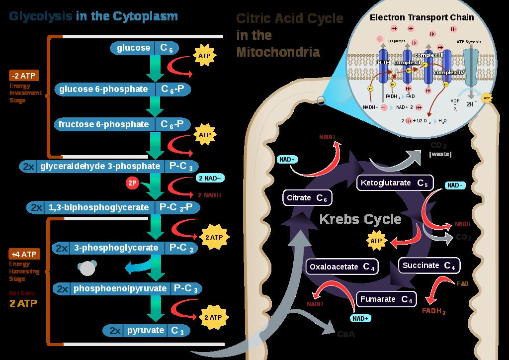 Cellular Respiration. Left side is glycolysis (anaerobic). The Right side is what occurs in the presence of oxygen in eukaryotes.