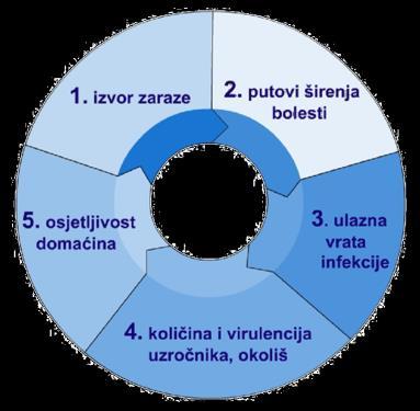 3 Uzročnik Put širenja Ulazna vrata Otpornost uzročnika Osjetljivost domaćina Parvo virus