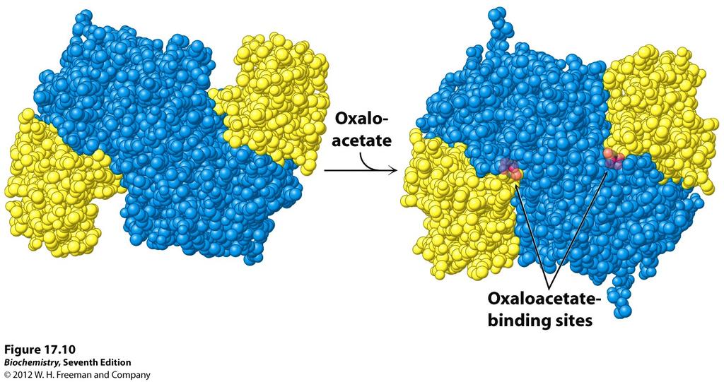Citrate synthase is first bound by oxaloacetate resulting in a significant