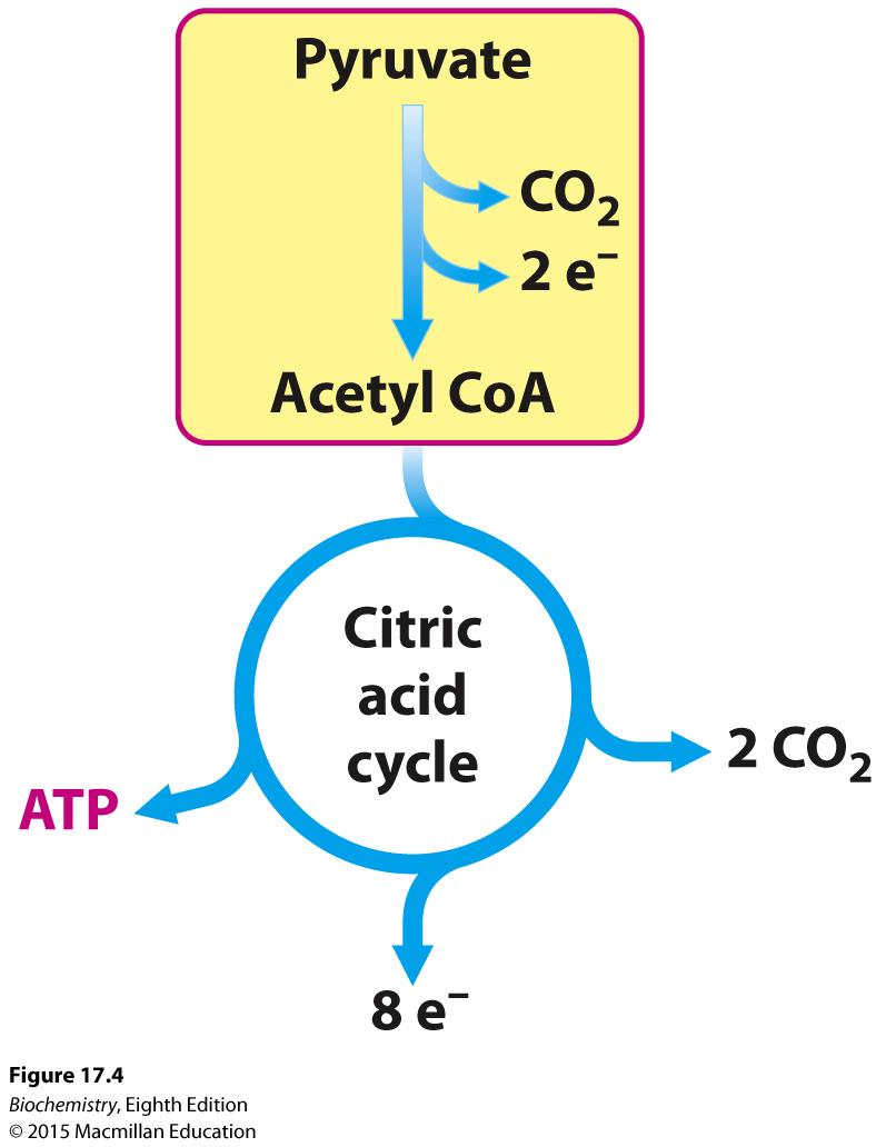 The Pyruvate Dehydrogenase Complex Links Glycolysis to the Citric Acid Cycle and