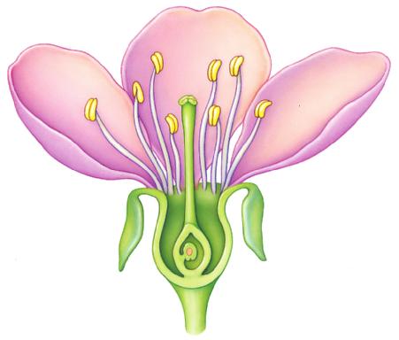 stamen the male reproductive fl oral part, comprising an anther and a fi lament anther the fl oral organ that produces filament the thin stalk that supports the anther carpel the female reproductive