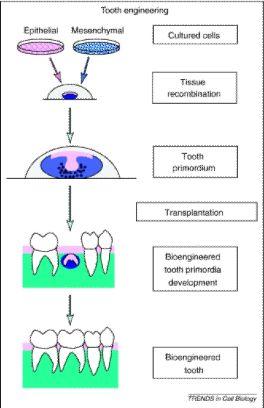 Volponi et al. Page 13 Figure 2. Diagrammatic representation of the generation of biological replacement teeth.