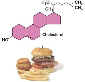III. Steroids Examples: hormones and cholesterol Functions: 1.